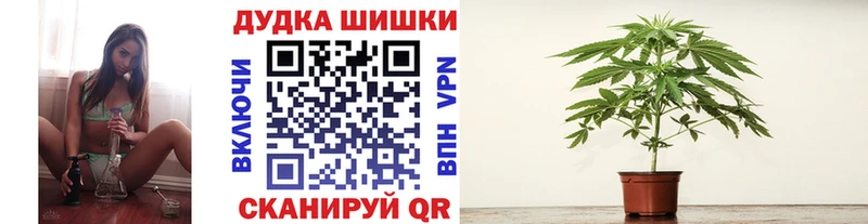 Купить где Нововоронеж Конопля план